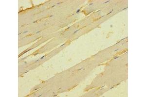 Immunohistochemistry of paraffin-embedded human skeletal muscle tissue using ABIN7173277 at dilution of 1:100 (TMEM82 Antikörper  (AA 168-202))
