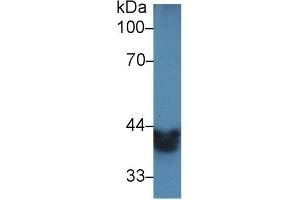 Western Blot; Sample: Mouse Small intestine lysate; Primary Ab: 2µg/ml Rabbit Anti-Mouse ADH1 Antibody Second Ab: 0.