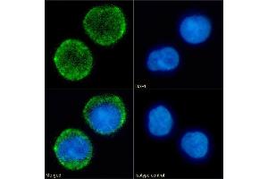 Immunofluorescence staining of fixed Daudi cells with anti-CD10 antibody FR4D11. (Rekombinanter MME Antikörper)