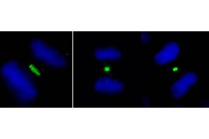 Immunofluorescence (IF) image for anti-Polo-Like Kinase 1 (PLK1) (AA 325-375) antibody (ABIN7453390)