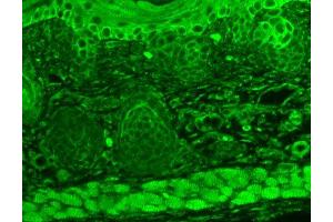 Immunohistochemistry analysis using Mouse Anti-TrpC7 Monoclonal Antibody, Clone S64A-36 . (TRPC7 Antikörper  (AA 845-862))