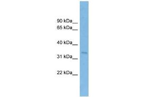 SSR1 antibody used at 1 ug/ml to detect target protein. (SSR1 Antikörper  (Middle Region))