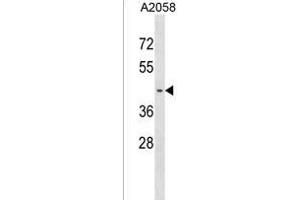 PNA Antibody (N-term) (ABIN1539448 and ABIN2850280) western blot analysis in  cell line lysates (35 μg/lane). (PNMA6A Antikörper  (N-Term))