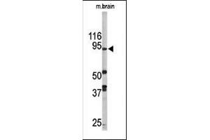 Western blot analysis of anti-LSD1 Pab (ABIN388021 and ABIN2845463) in mouse brain tissue lysate (35 μg/lane). (LSD1 Antikörper  (N-Term))