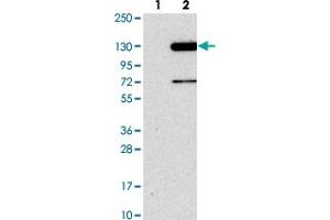 Western blot analysis of Lane 1: Negative control (vector only transfected HEK293T lysate). (FAM186B Antikörper)