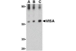 Western Blotting (WB) image for anti-Mitochondrial Antiviral Signaling Protein (MAVS) antibody (ABIN2477103)