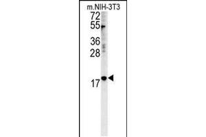 Western blot analysis in mouse NIH-3T3 cell line lysates (35ug/lane). (NPM3 Antikörper  (N-Term))