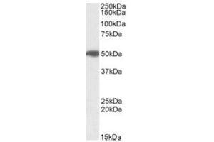 Antibody (1µg/ml) staining of Human Pancreas lysate (35µg protein in RIPA buffer). (MON1A Antikörper  (Internal Region))