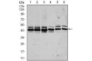Western blot analysis using CSNK2A2 mouse mAb against HeLa (1), MCF-7 (2), HepG2 (3), Jurkat (4), NIH3T3 (5), and PC-12 (6) cell lysate. (CSNK2A2 Antikörper  (AA 194-350))