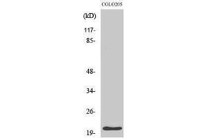 Western Blotting (WB) image for anti-Cyclin-Dependent Kinase Inhibitor 1A (p21, Cip1) (CDKN1A) (Ser232) antibody (ABIN3176705) (p21 Antikörper  (Ser232))