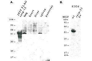Western blot analysis using anti-caspase-12 (mouse), mAb (12G6)  detecting, A) endogenous caspase-12 in mouse lung, liver, spleen and pancreas, and B) pro-caspase-12 in mouse MEF’s. (Caspase 12 Antikörper  (AA 183-205))
