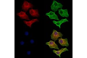 ABIN6264455 and ABIN6273151 staining Hela cells by IF/ICC. (Peroxiredoxin 5 Antikörper  (C-Term))