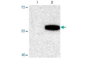 Western blot of recombinant tryptophan hydroxylase incubated in the absence (Control, lane 1) and presence of Ca2+/calmodulin dependent kinase II (CaMKII, lane 2) showing specific immunolabeling of the ~55k Tph2 protein phosphorylated at Ser19.