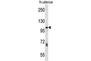 SULF2 Antibody (C-term) western blot analysis in human normal Uterus cell line lysates (35µg/lane).
