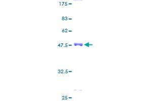 HMGCLL1 Protein (AA 1-340) (GST tag)