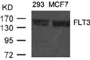 Image no. 1 for anti-Fms-Related tyrosine Kinase 3 (FLT3) (AA 589-593) antibody (ABIN401557) (FLT3 Antikörper  (AA 589-593))