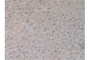 IHC-P analysis of Human Liver Tissue, with DAB staining. (GDF2 Antikörper  (AA 32-427))