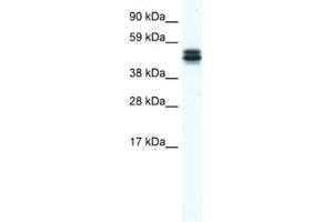 Western Blotting (WB) image for anti-MPN Domain Containing (MPND) antibody (ABIN2461515)