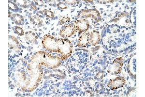 HNRPK antibody was used for immunohistochemistry at a concentration of 4-8 ug/ml to stain Epithelial cells of renal tubule (arrows) in Human Kidney. (HNRNPK Antikörper  (N-Term))