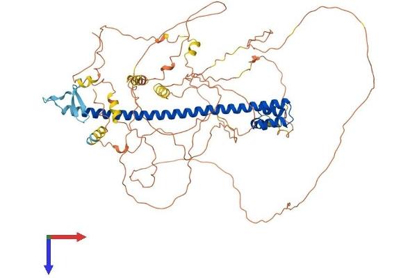 NFE2L3 Protein (AA 1-694) (His tag)