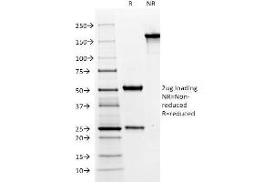 SDS-PAGE Analysis Purified MUC6 Mouse Monoclonal Antibody (CLH5). (MUC6 Antikörper)