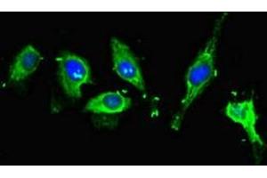 Immunofluorescent analysis of Hela cells using ABIN7160996 at dilution of 1:100 and Alexa Fluor 488-congugated AffiniPure Goat Anti-Rabbit IgG(H+L)