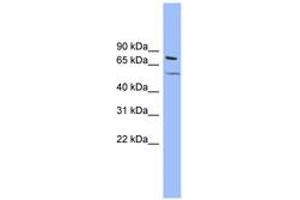 Image no. 1 for anti-Potassium Voltage-Gated Channel, KQT-Like Subfamily, Member 4 (KCNQ4) (AA 431-480) antibody (ABIN6742546) (KCNQ4 Antikörper  (AA 431-480))