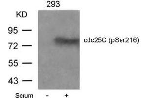 Image no. 3 for anti-Cell Division Cycle 25 Homolog C (S. Pombe) (CDC25C) (pSer216) antibody (ABIN196818) (CDC25C Antikörper  (pSer216))