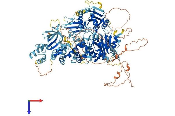 DNA Helicase B Protein (HELB) (AA 1-1087) (His tag)