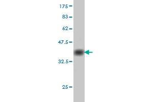 Western Blotting (WB) image for anti-Cell Division Cycle 25 Homolog C (S. Pombe) (CDC25C) (AA 21-130) antibody (ABIN560272)