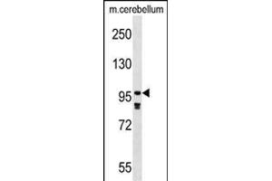 PDE4A Antibody (N-term) (ABIN1539298 and ABIN2848820) western blot analysis in mouse cerebellum tissue lysates (35 μg/lane).