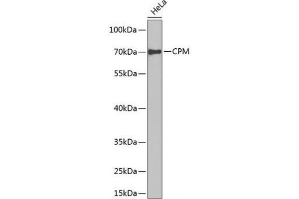 CPM Antikörper