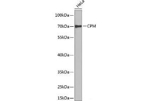 Western blot analysis of extracts of HeLa cells using CPM Polyclonal Antibody at dilution of 1:1000. (CPM Antikörper)