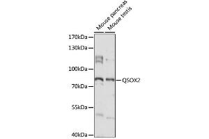 Western blot analysis of extracts of various cell lines, using QSOX2 antibody (ABIN6293741) at 1:1000 dilution.