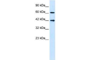 CFLAR antibody (20R-1283) used at 0. (FLIP Antikörper  (N-Term))