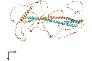 Neuroblastoma Breakpoint Family, Member 3 (NBPF3) (AA 1-633) protein (His tag)