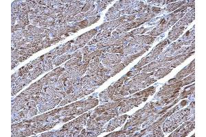 IHC-P Image UQCRC1 antibody [N1N3] detects UQCRC1 protein at mitochondria on mouse heart by immunohistochemical analysis. (UQCRC1 Antikörper)