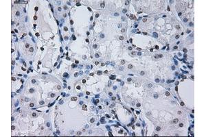 Immunohistochemical staining of paraffin-embedded prostate tissue using anti-PSMA7mouse monoclonal antibody. (PSMA7 Antikörper)