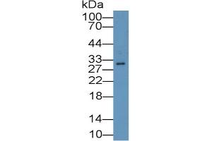 Mouse Capture antibody from the kit in WB with Positive Control: Human placenta lysate. (IGFBPI CLIA Kit)