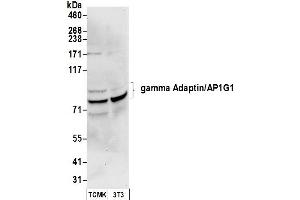 anti-Adaptor-Related Protein Complex 1, gamma 1 Subunit (AP1G1) (AA 1-50) antibody