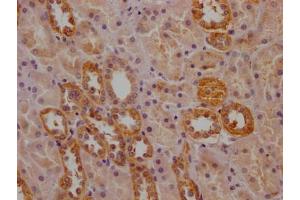IHC image of ABIN7162877 diluted at 1:200 and staining in paraffin-embedded human kidney tissue performed on a Leica BondTM system. (PCNT Antikörper  (AA 250-600))