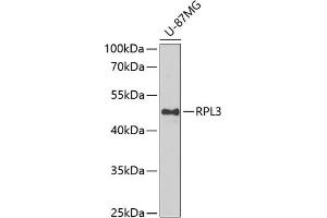 Western blot analysis of extracts of U-87MG cells, using RPL3 antibody (ABIN6128684, ABIN6147132, ABIN6147134 and ABIN6222730) at 1:1000 dilution. (RPL3 Antikörper  (AA 1-260))