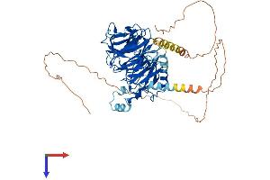 DCAF8 Protein (AA 1-591) (His tag)