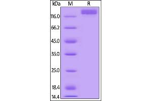 Mouse VEGF R2, Mouse IgG2a Fc Tag, low endotoxin on  under reducing (R) condition. (VEGFR2/CD309 Protein (AA 20-762) (Fc Tag))