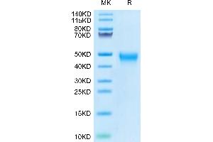 Biotinylated Human Tim-3/HAVCR2 on Tris-Bis PAGE under reduced condition. (TIM3 Protein (AA 22-200) (His-Avi Tag,Biotin))