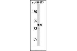 Western blot analysis of EVI5 Antibody (Center) in mouse NIH-3T3 cell line lysates (35ug/lane).