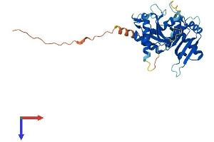CENPL Protein (AA 1-344) (His tag)