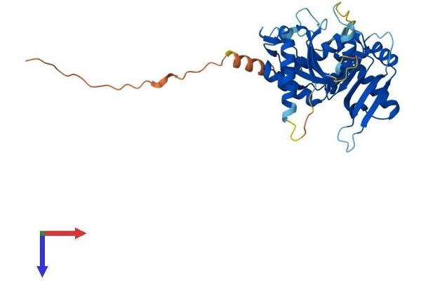 CENPL Protein (AA 1-344) (His tag)