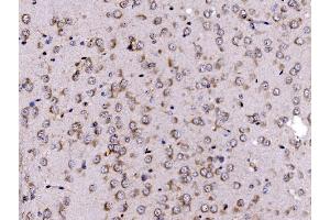 IHC analysis of FKBP135/FKBP15 using anti-FKBP135/FKBP15 antibody (ABIN7600397). (FKBP15 Antikörper  (AA 19-1210))
