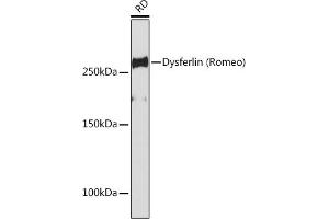 Western blot analysis of extracts of RD cells, using Dysferlin (Romeo) Rabbit mAb (ABIN7266868) at 1:1000 dilution. (Dysferlin Antikörper)